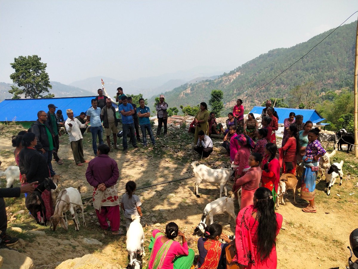 nbsharma3663's tweet photo. To enhance livelihood for earthquake affected vulnerable communities, local government of Chautara-8 distributed goats for goat farming supported by @eu_echo and @UNDPNepal #CDRMP
@thepravakar @ramrajn @AbhushanGautam https://t.co/dJsq2lwqCL