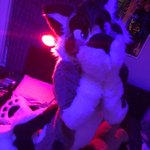 Photo by Tank! (@Tankwoof)
