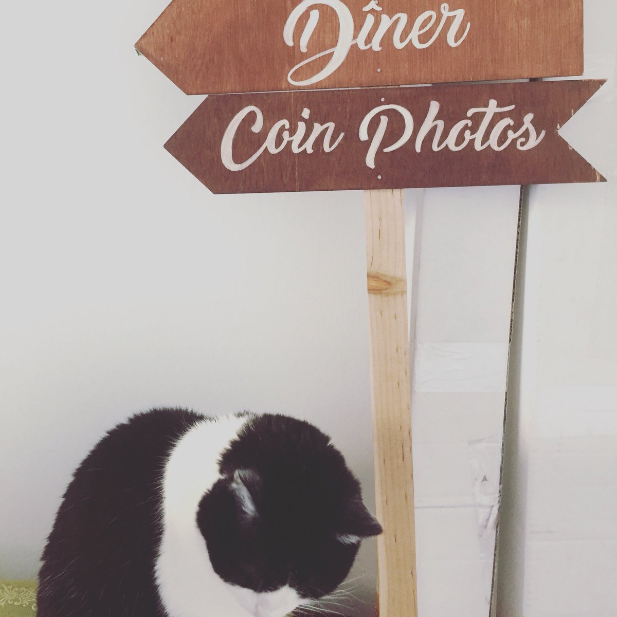 IDos_evenements's tweet image. Suivez le....chat !
#catsign #wedding #mariage #panneauxsignalétiques #signalétiquemariage #panneauxmariage #decorationdemariage