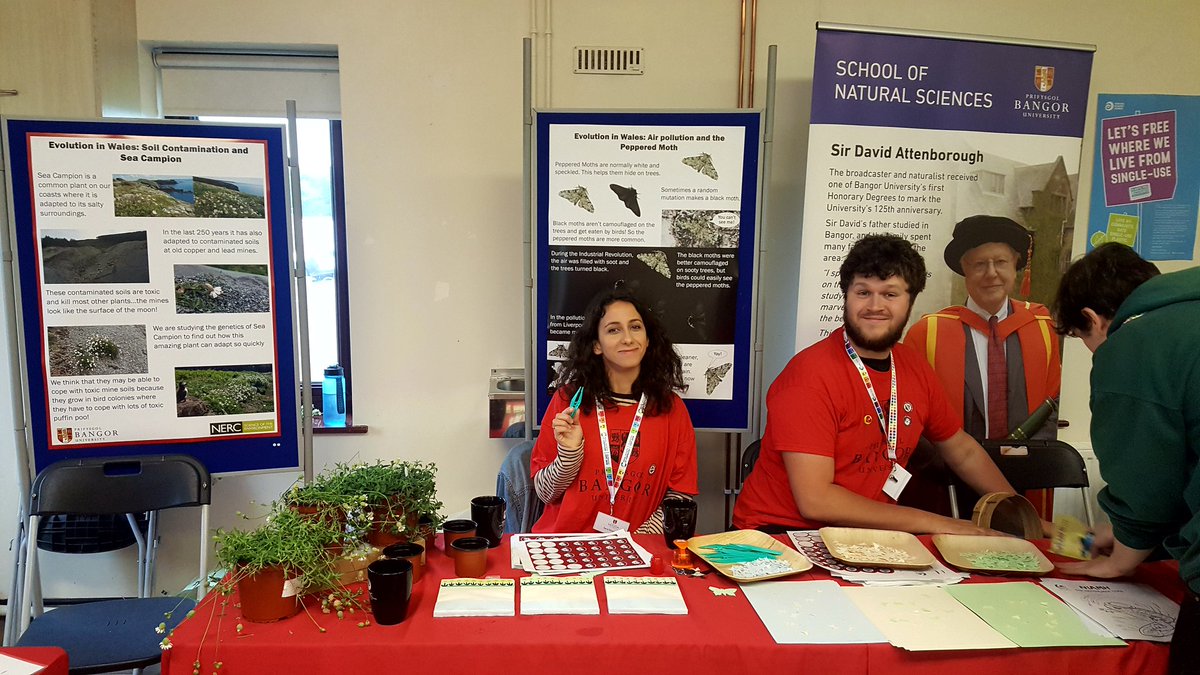 AnnaEgerton's tweet photo. Come and check out our #NaturalSelection stall at the #Anglesey #FestivalOfDiscovery today! @MEFGL @BangorUni @Danny_Wood92 @Metallophyte 🦋🌼#evolution #science #biology https://t.co/9zIuTZm9FH