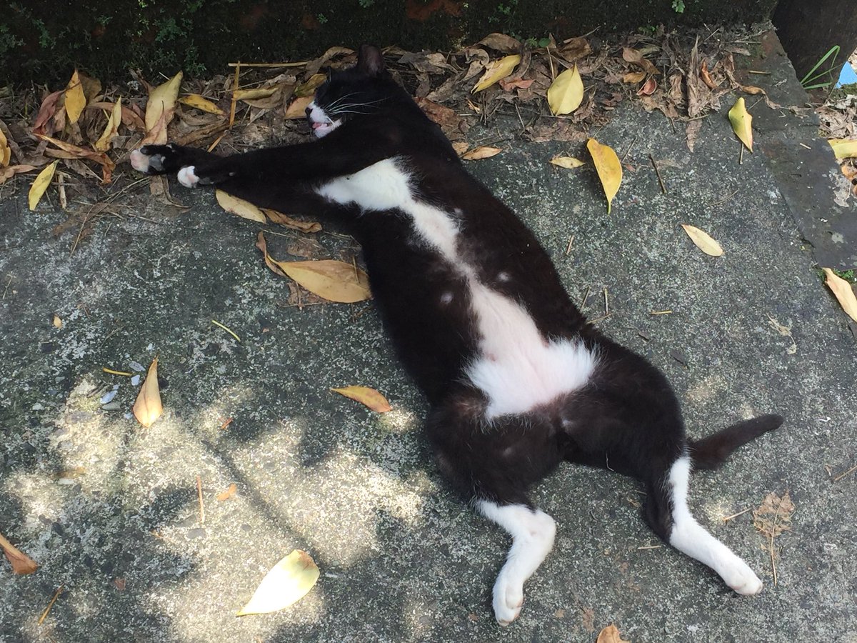 行き倒れの猫ちゃんに遭遇しました? 