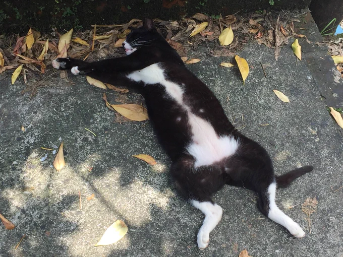 行き倒れの猫ちゃんに遭遇しました? 