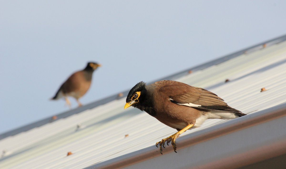 Marie Diquelou (@marie_diquelou) on Twitter photo Common mynas learn socially to avoid traps and can recognise individual trappers! New paper by <a href="/mynas_newcastle/">Andrea Griffin</a> and myself on how these birds respond to anthropogenic predation in <a href="/BehavEcol/">Behavioral Ecology</a> : dlvr.it/R5Zjm2 #invasivespecies #SocialLearning Common mynas learn socially to avoid traps and can recognise individual trappers! New paper by <a href="/mynas_newcastle/">Andrea Griffin</a> and myself on how these birds respond to anthropogenic predation in <a href="/BehavEcol/">Behavioral Ecology</a> : dlvr.it/R5Zjm2 #invasivespecies #SocialLearning