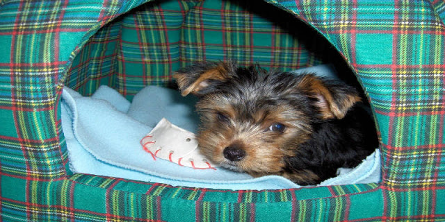 magazines_world's tweet photo. Planning On Getting a Yorkie?  Here Are Your Options ... Read More.... https://t.co/tDUMnp0ZVk

#Planning #Yorkie #MagazinesWorld https://t.co/gmZJOFk0xH