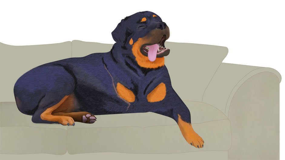 The detailed illustration of a Rottweiler laying on a coach, with neat fur and a long scar at its right shoulder where it is missing a leg. The dog has its eyes closed and mouth open happily, with tongue hanging out to the side.