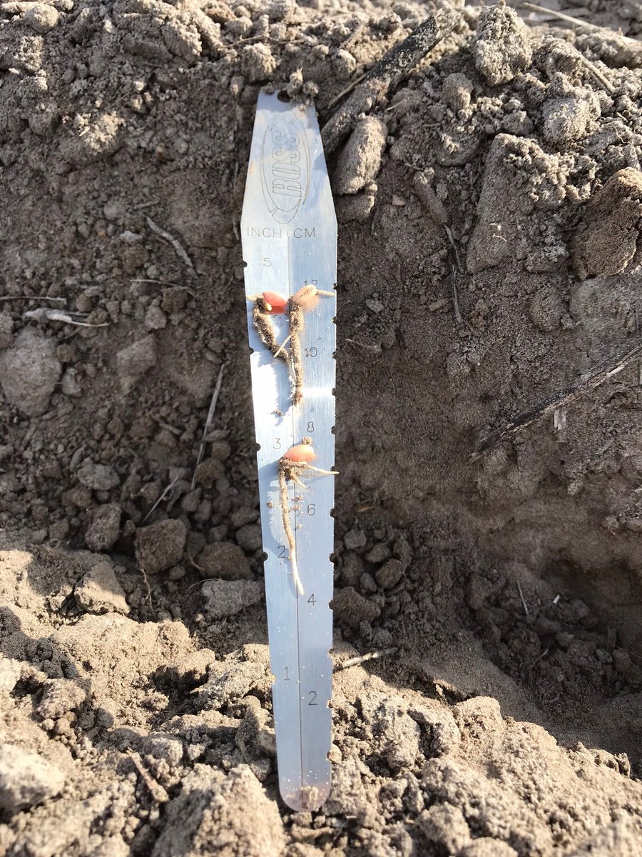 KendallFarming's tweet photo. The wheat has germinated......from little things big things grow 🤞 #agnovafinestfarm https://t.co/uDkjzSSOJe