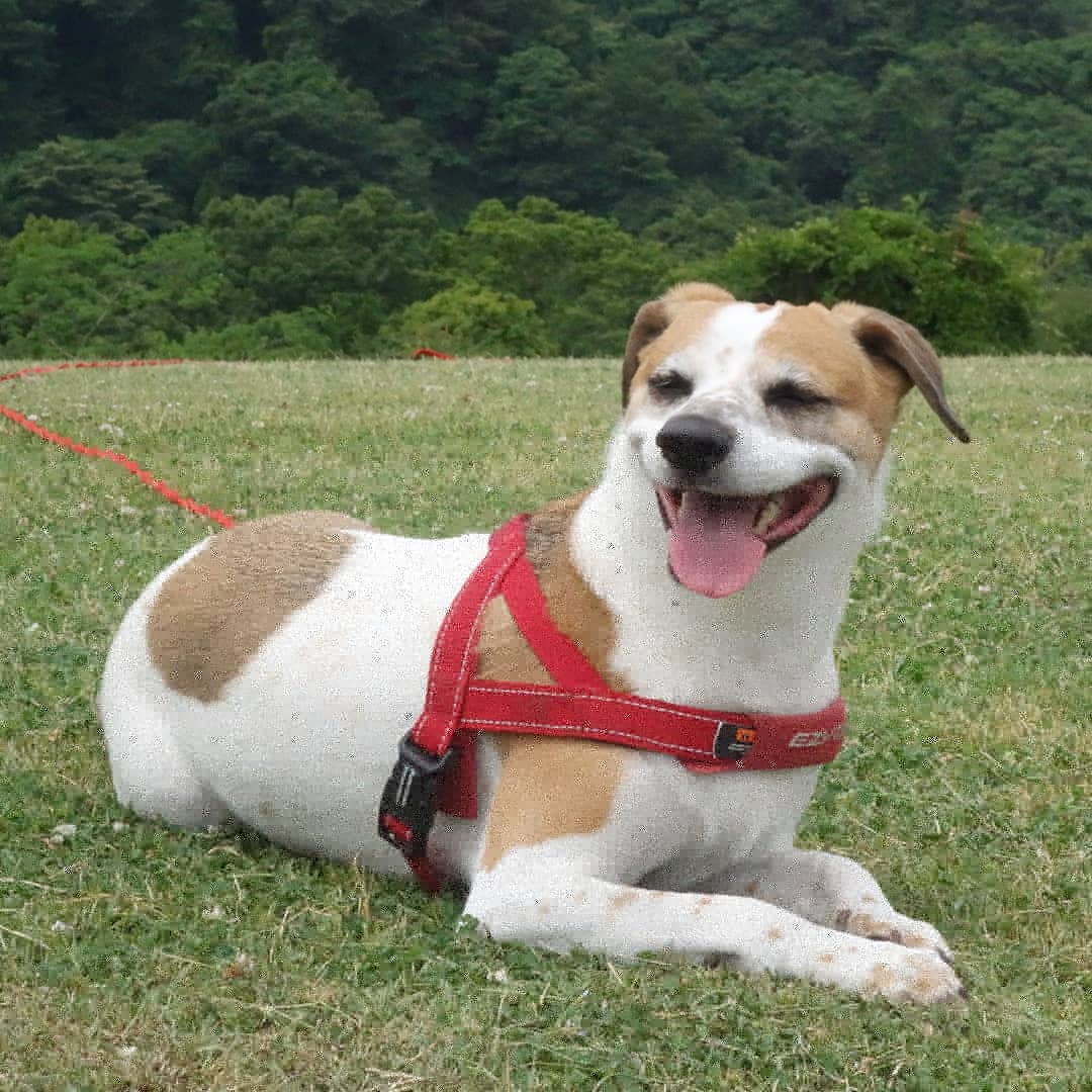 Shuko A Twitter ５月はどこにも行けなかったけど 毎日公園でボールトレーニング その甲斐あってか なかなかの脚線美 ムチムチ プリプリになりやすいお尻も 今のところプリッくらいでおさまってます T Co Szekaonp12 美脚犬 太りやすい体質