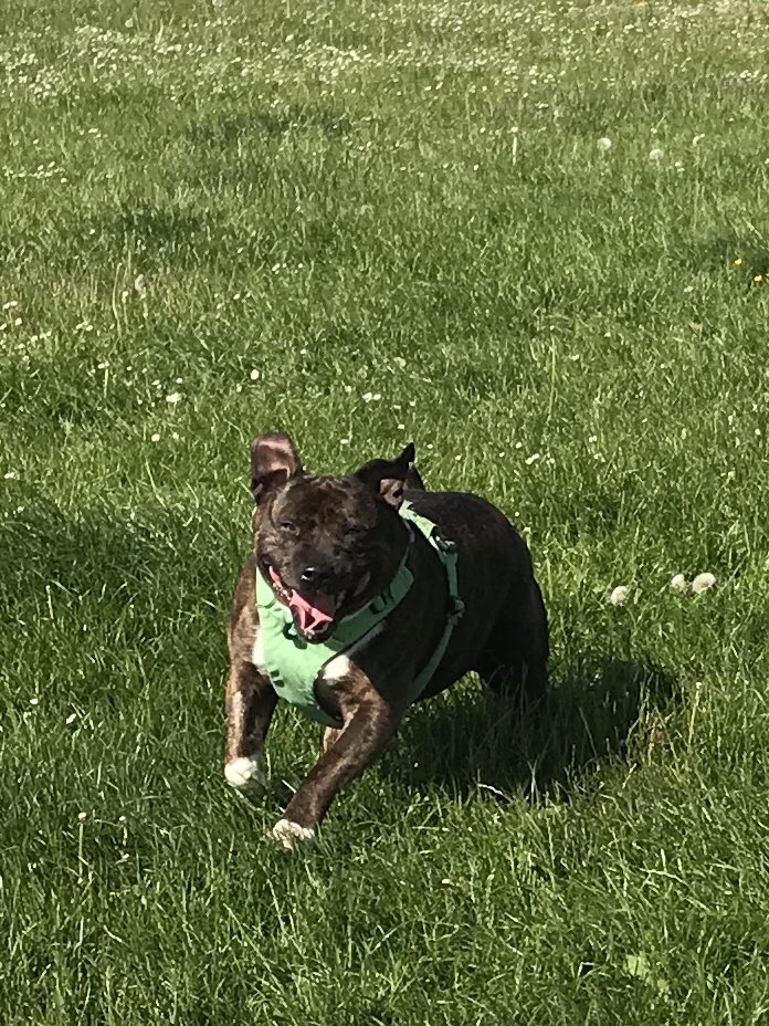 Weekend here we come! Ellie says woo hoo! #FridayFeeling #FridayMotivation #sheffieldissuper #staffie #DogsofTwitter #AdoptDontShop #dogs #woof #weekendfun #sheffield #sheffieldparks