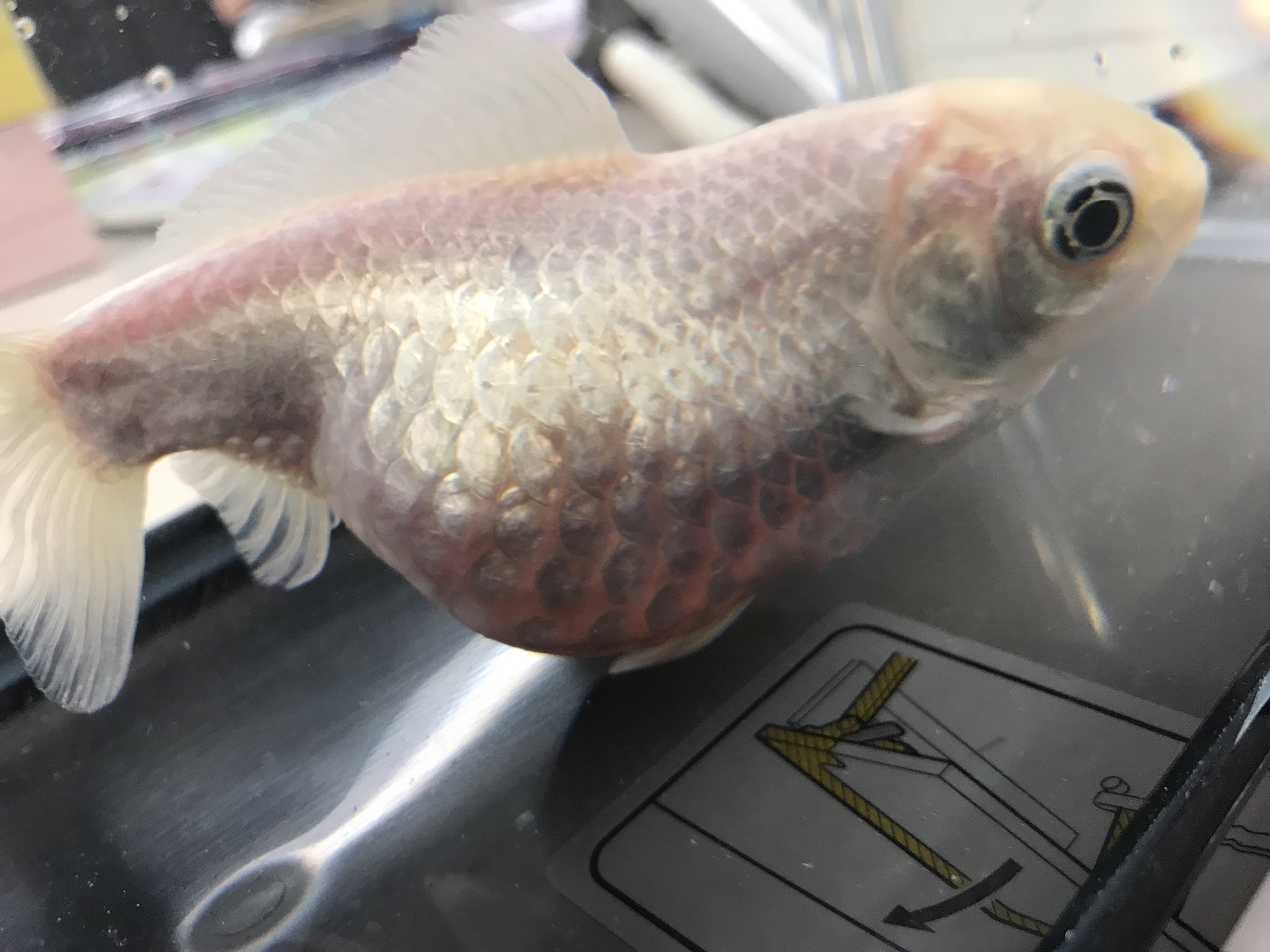 十樹 メンタル残量不良継続中 金魚に詳しい人助けてほしいんですけど 泳いでる最中にひっくり返る 水底でじっとしてる 口 エラは動いている お腹が重くて沈む 転覆病ではなさそうです 拡散して助けてください T Co 3prggjwtcy Twitter