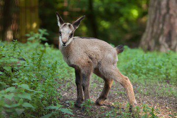 DeuxSevres's tweet photo. Des bébés à #Zoodyssée... Venez leur rendre une petite visite !
Le Parc est ouvert de 1️⃣0️⃣H à 1️⃣9️⃣H, jusqu'à dimanche.
➡️ Toutes les infos pour préparer votre visite : https://t.co/RiKeAi8DSU
#DeuxSèvres
#Escapades79 https://t.co/QH4TdliBEl