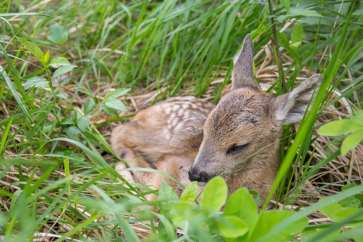 DeuxSevres's tweet photo. Des bébés à #Zoodyssée... Venez leur rendre une petite visite !
Le Parc est ouvert de 1️⃣0️⃣H à 1️⃣9️⃣H, jusqu'à dimanche.
➡️ Toutes les infos pour préparer votre visite : https://t.co/RiKeAi8DSU
#DeuxSèvres
#Escapades79 https://t.co/QH4TdliBEl