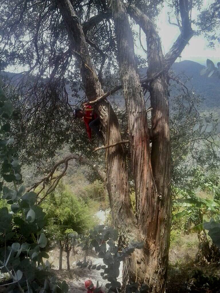 sunepinparques2's tweet image. Destruyen El pulmón d #Caracas Por 2flancos PODER DESTRUCTOR d Ventel a través d Alfamaq  1- #Galipan donde atropellan a sus pobladores y talan árboles 2-En Loma del Muerto cerca del #Cortafuego #LomaDelViento Teleférico d Carga con carretera ilegal #PNAvilaSOS @ChuoTorrealba