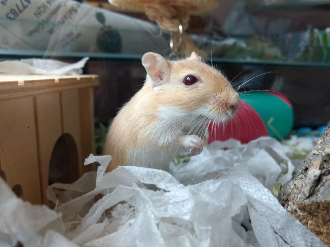 Ram_eses's tweet photo. Ludwig being photogenic <3 https://t.co/aTctw6tnrW
