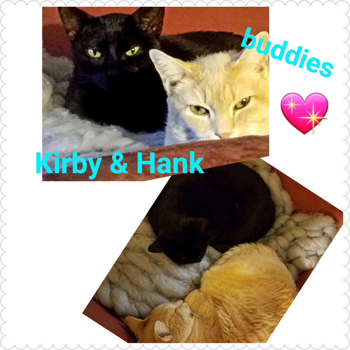 Tomorrow is June 1 and you know what that means - #adoptacatmonth starts! Go find your new best friend this weekend! Here’s ours! #adoptdontshop #cats #catsofinstagram