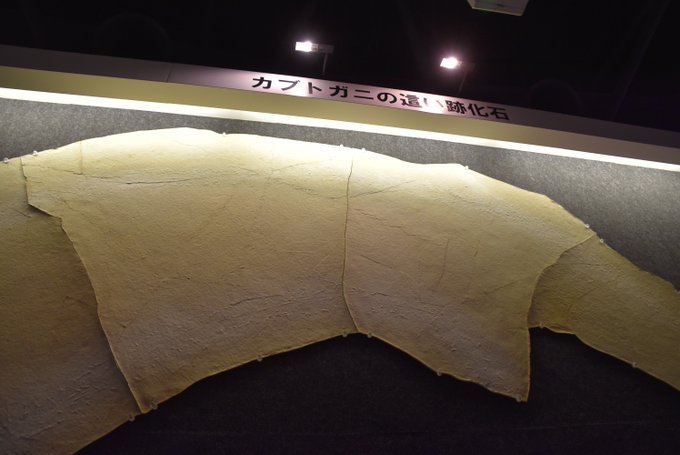カブトガニのtwitterイラスト検索結果 古い順 カブトガニのtwitterイラスト検索結果 古い順