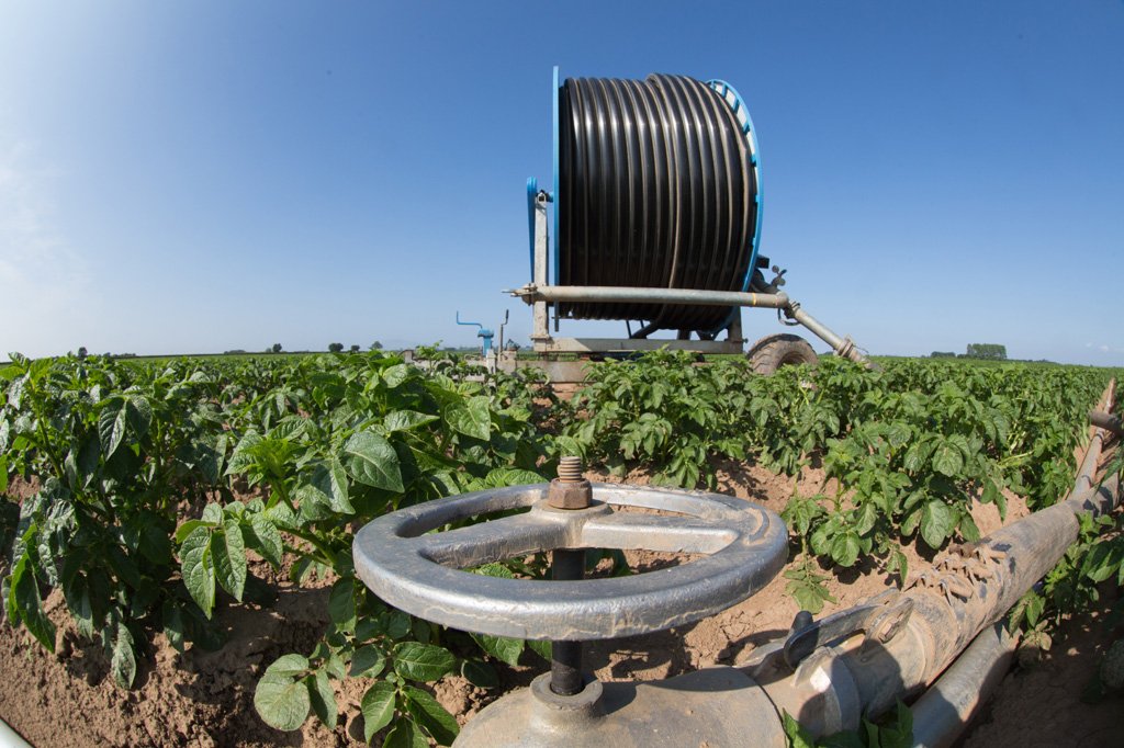 SyngentaUK's tweet photo. Dry #potato crops are in need of water. The #rainfastness of #Revus gives reassuring protection against late #blight where crops are being irrigated. https://t.co/RDbjhTwQ7i