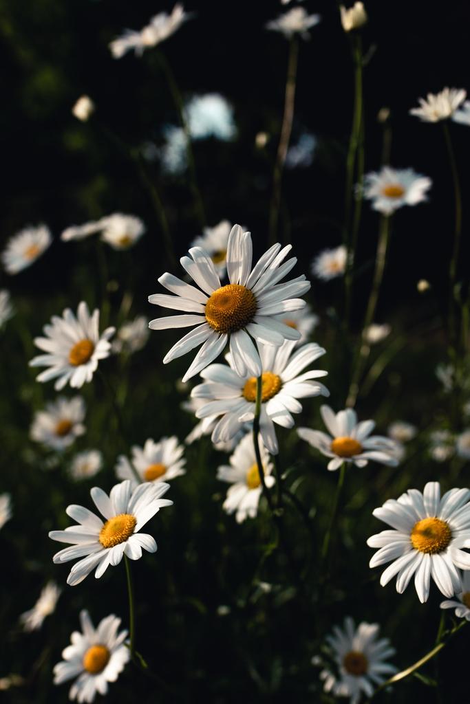 photosocool's tweet photo. ITAP of flowers https://t.co/9opwenIaFw