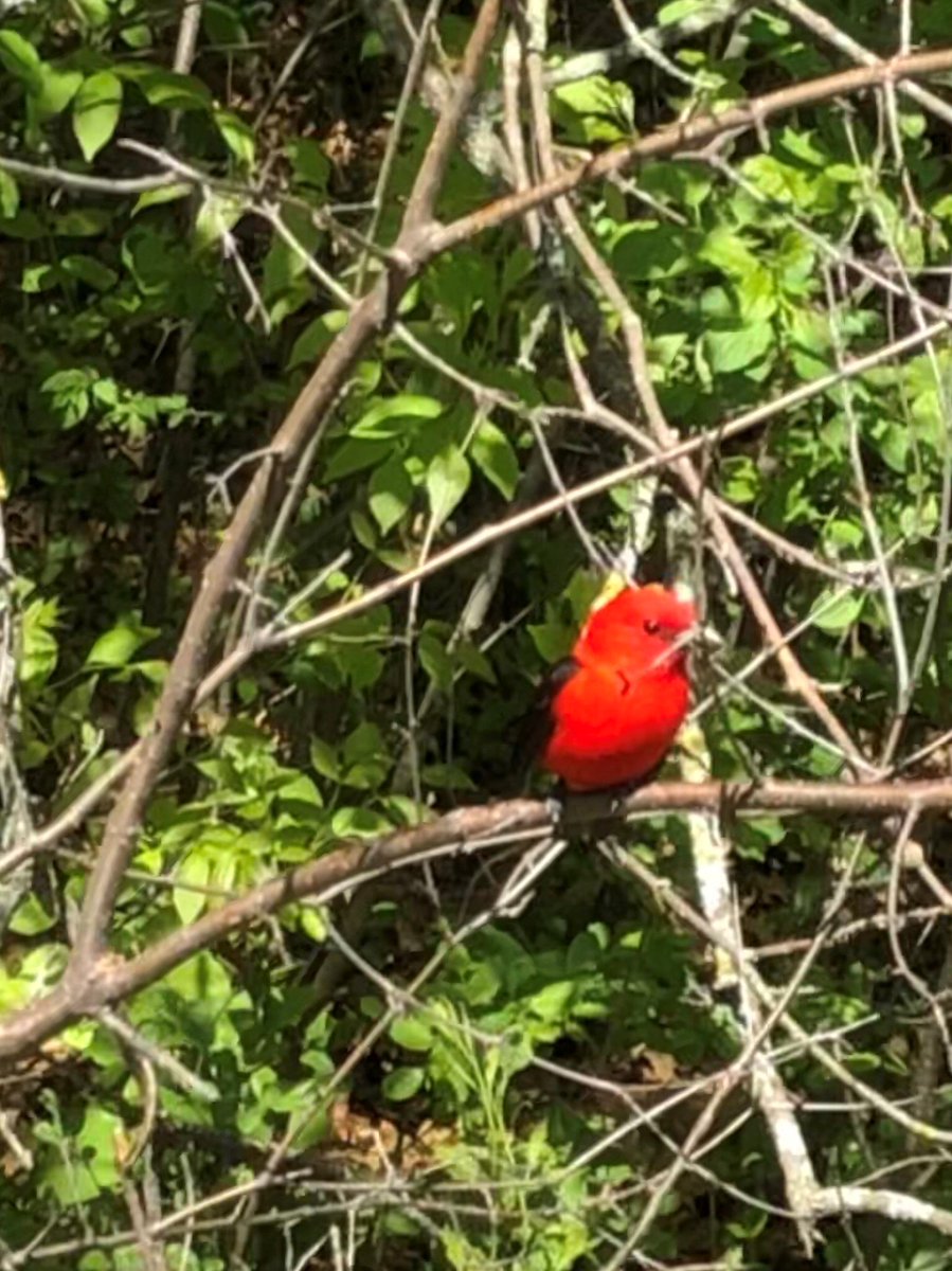 StearnsCountyMN's tweet photo. Look at the beauty found this morning along the Lake Wobegon Trail! A little fawn, Scarlet Tanager, Snowy Orchis, and a yellow Lady Slipper ready to bloom. You need to get here - it's simply amazing! #MNparks #MNtrails https://t.co/xeOnqZjNq4
