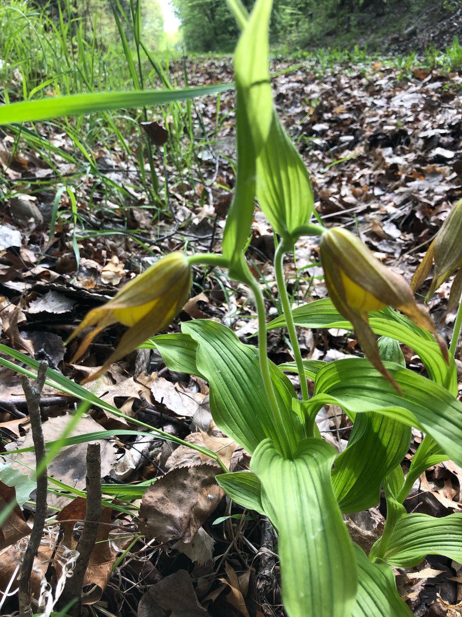 StearnsCountyMN's tweet photo. Look at the beauty found this morning along the Lake Wobegon Trail! A little fawn, Scarlet Tanager, Snowy Orchis, and a yellow Lady Slipper ready to bloom. You need to get here - it's simply amazing! #MNparks #MNtrails https://t.co/xeOnqZjNq4