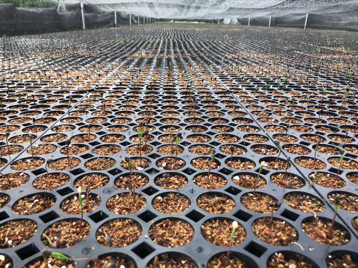 marthavafb's tweet photo. #ForestryVa learning about container nursery vs root bed nursery production methods and the pros and cons of each method https://t.co/Dd3PzVkNoX
