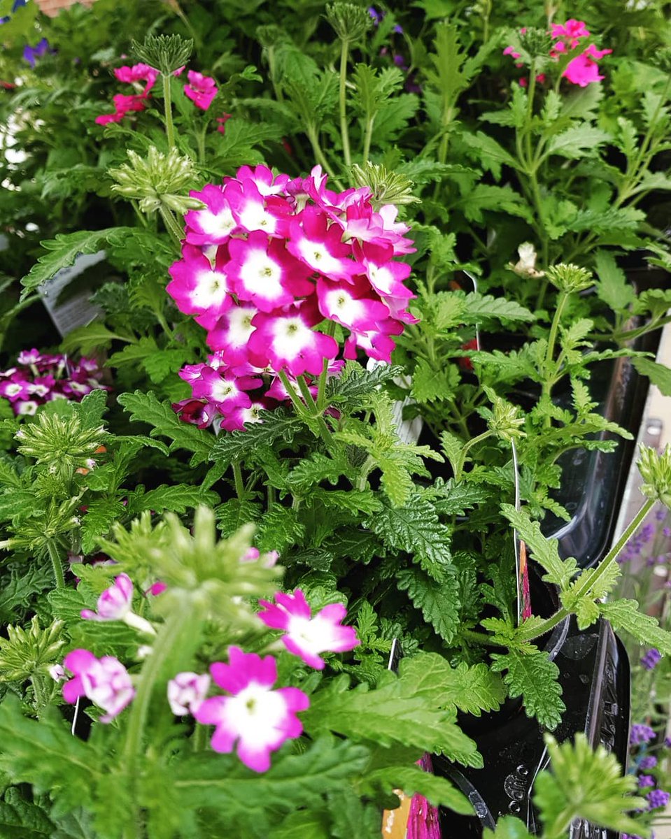 tochltd's tweet photo. #FlowerDelivery from our lovely neighbours Phoenix Rose Garden !
We can't wait to get these planted with our own range of #BeddingPlants in the new display area🥰👌🌻🌷
#PavingDisplay #CrewsHill #Enfield #NorthLondon #London #Plants #Planting #Bees #SaveTheBees #PlantsForBees 🐝 https://t.co/TfKiBIK1gc