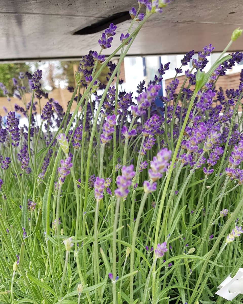 tochltd's tweet photo. #FlowerDelivery from our lovely neighbours Phoenix Rose Garden !
We can't wait to get these planted with our own range of #BeddingPlants in the new display area🥰👌🌻🌷
#PavingDisplay #CrewsHill #Enfield #NorthLondon #London #Plants #Planting #Bees #SaveTheBees #PlantsForBees 🐝 https://t.co/TfKiBIK1gc
