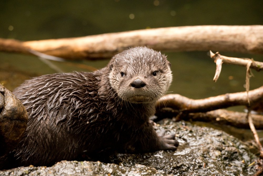 OregonZoo's tweet image. Anyone who&apos;s not feeling #NationalSmileDay: please enjoy this resting otter face w/ side eye