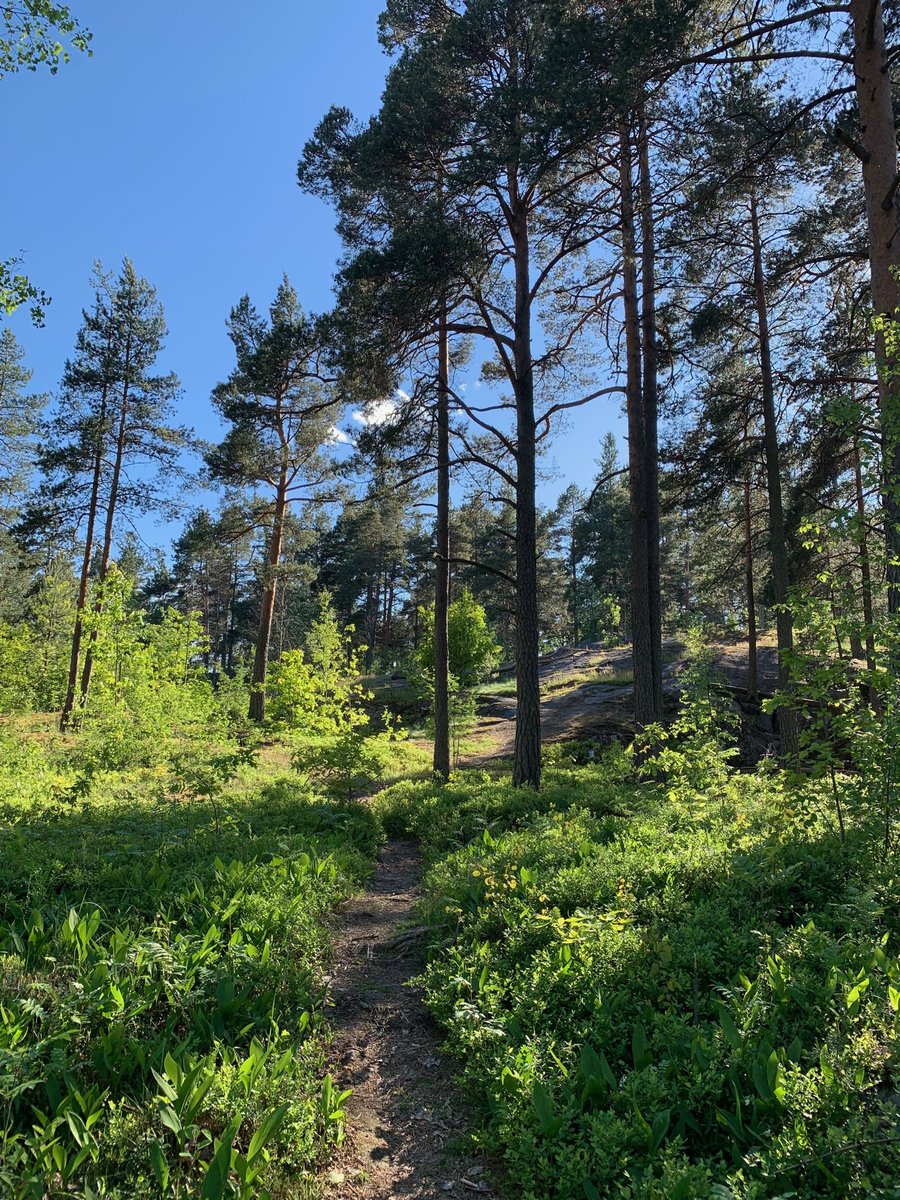 noraharme's tweet photo. #Capacent’in toimisto on kesän ajan Kalasatamassa. Työmatkani sujuu mukavasti bussilla 56, mutta parasta on 5 min kävely lähimetsän halki kotiin 😊 #hyvämieli https://t.co/TQKYASoLs3