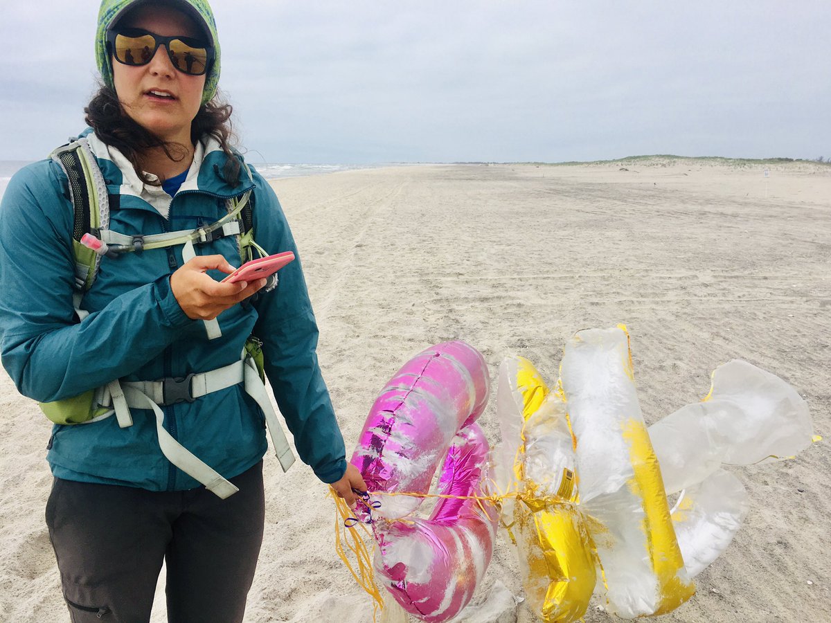 I work full time studying shorebirds but could very well spend all my time cleaning Fire Island beaches of balloons. Drifting through shorebird and seabird nesting habitat and in and out of the ocean.  Please do not release balloons. #balloonsblow