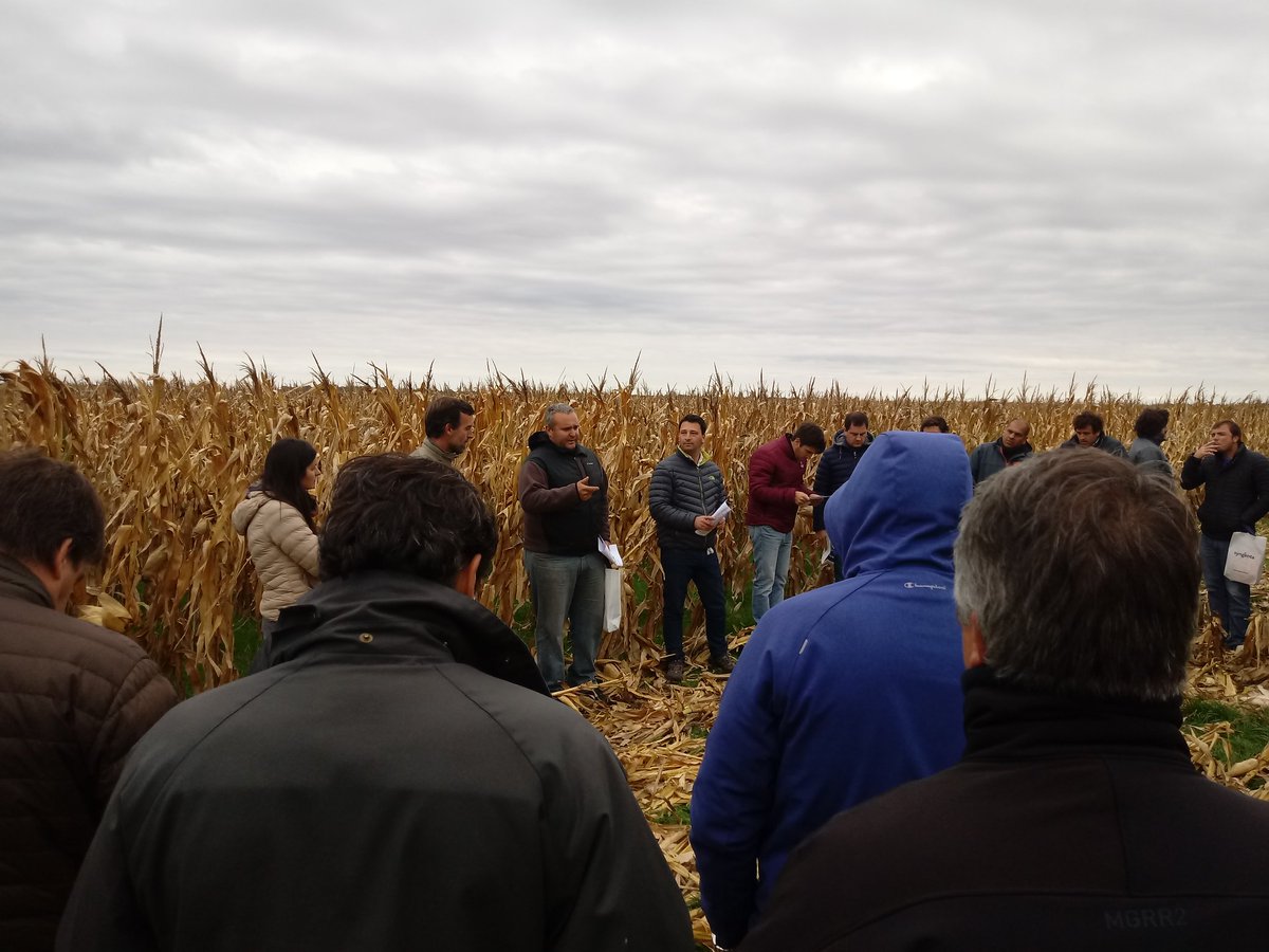 Dealers_Pioneer's tweet image. Recorrida #Maiz de Fronteras II en #CnelDorrego @PioneerSemillas