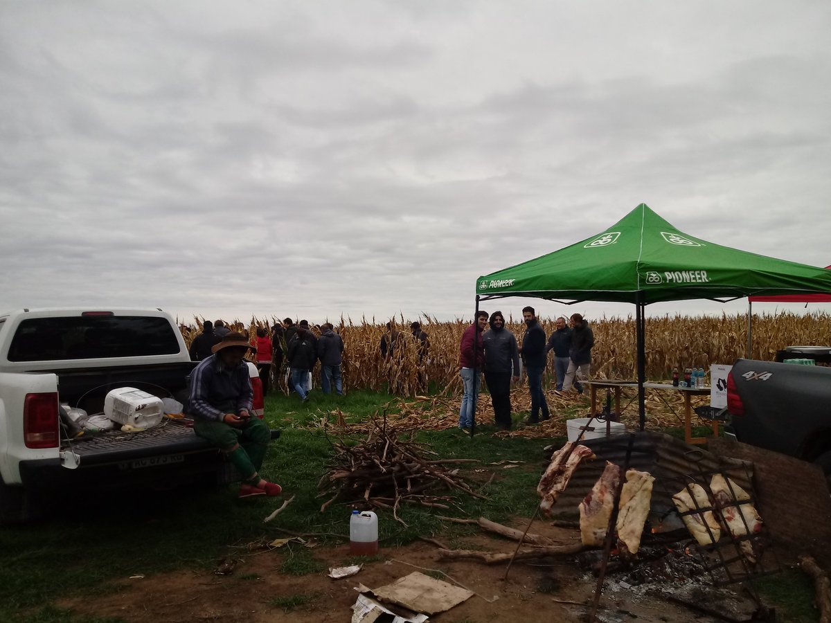 Dealers_Pioneer's tweet image. Recorrida #Maiz de Fronteras II en #CnelDorrego @PioneerSemillas
