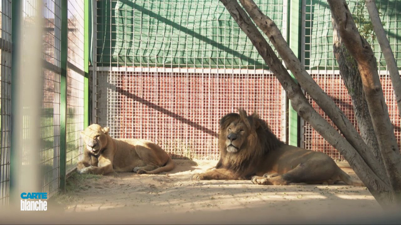Carte Blanche A Hand Reared Lion Undergoes Controversial Life Saving Radiation Treatment For Cancer At A Private Hospital To Save Its Life Derekwatts Joins The Medical Team In The Radiation Unit That S Carte Blanche A Hand Reared Lion Undergoes Controversial Life Saving Radiation Treatment For Cancer At A Private Hospital To Save Its Life Derekwatts Joins The Medical Team In The Radiation Unit That S