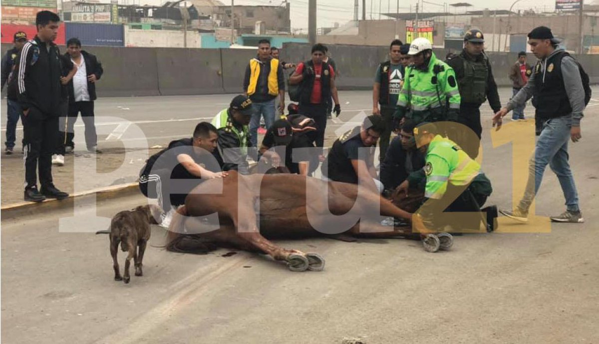peru21noticias's tweet photo. Caballo de la PNP resulta herido tras marchas contra peaje en Puente Piedra [FOTOS Y VIDEO] https://t.co/q35P5zCdRh https://t.co/3q7iHvRsyC