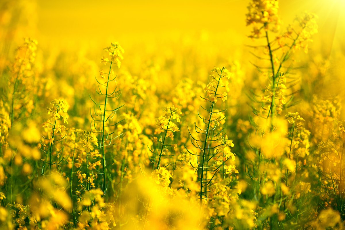 NSF_Agriculture's tweet photo. Get ready for our second photo competition that opens Monday 3rd June! The met office tells us it’s going to be a sunny weekend, so have your camera at the ready – submit your photos from Monday to: competition@nsf.org.
#BackBritishFarming #SupportFCN #NSFphotocompetition2019 https://t.co/BZW4PMIJA8