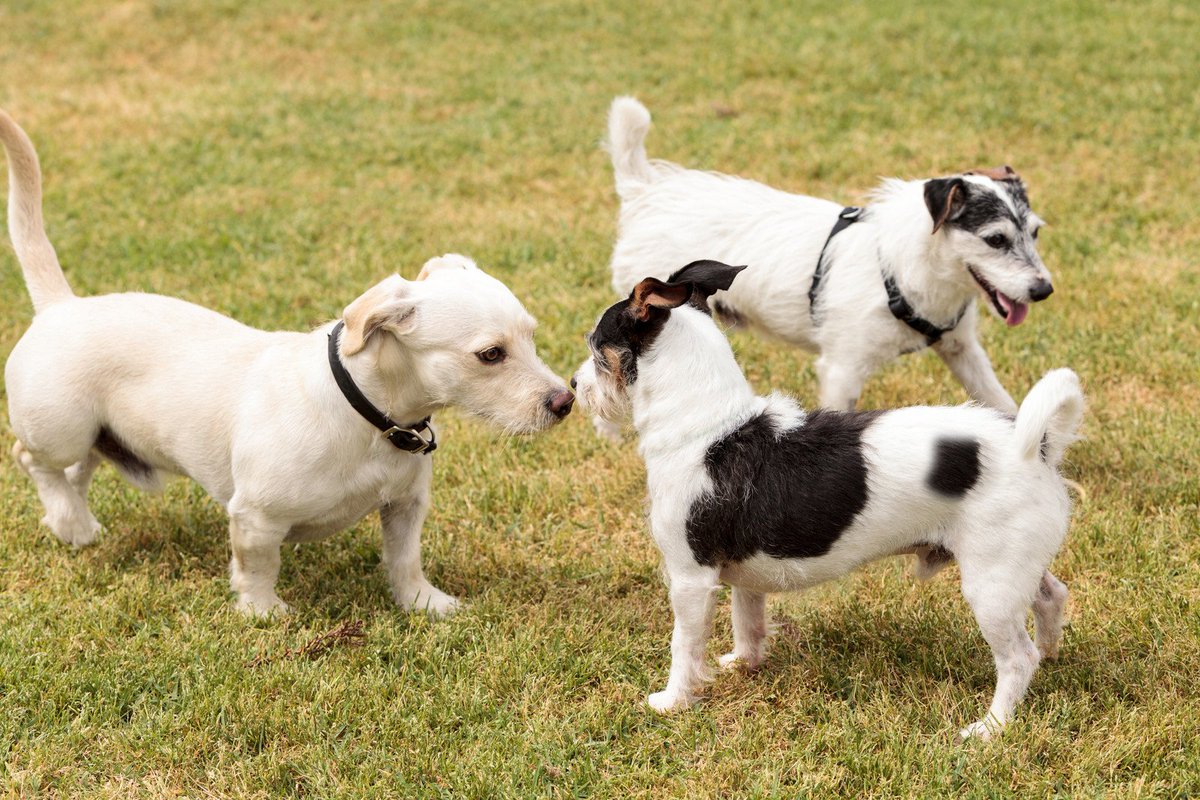 PetProfessionalGuild tweet media
