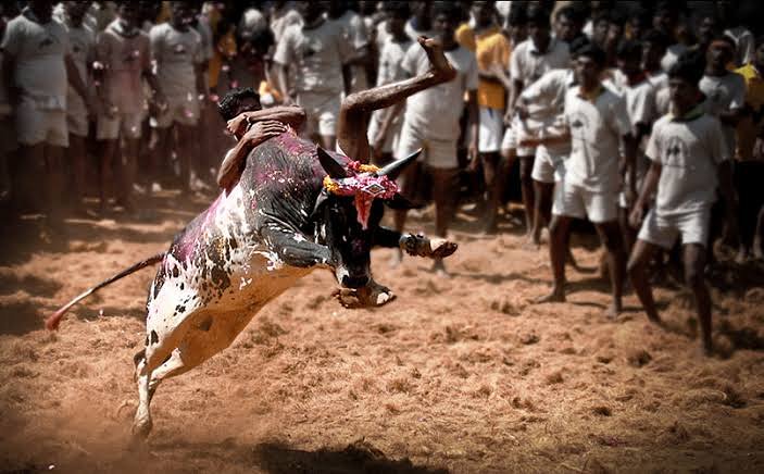 JALLIKATTUPL's tweet photo. "The art of being wise is the art of knowing what to overlook"

#jpl #Jallikattu2019 #Jallikattu #ஜல்லிக்கட்டு #தமிழ் #தமிழ்தேசியம்  #TamilNadu #bull #native #farmer #natural #quotes https://t.co/tv2dM7nWdr