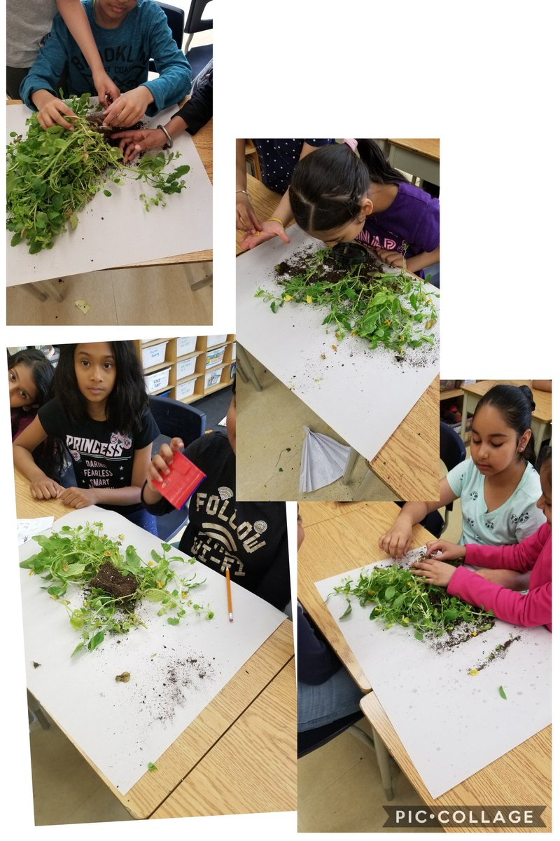 Mrs_Tingle's tweet photo. Dissecting plants! https://t.co/u9g1EGJYud