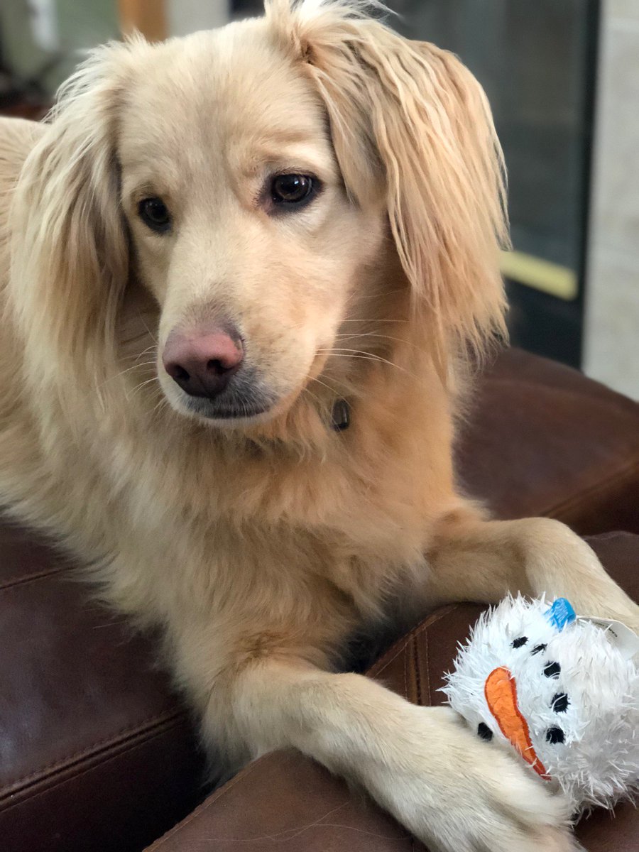 TCFSH_'s tweet photo. It's time to #ShowUsYourPets! Meet Mela (5) and Theo (2).

Mela and Theo's human is Laura, our @TCFSH_ Volunteer Program Coordinator. We hope these puppers give you all the #FuridayFeels🐾💙💚Cheers to the goodest boys and girls! #DogsofColumbus https://t.co/ZCDitQkoBH