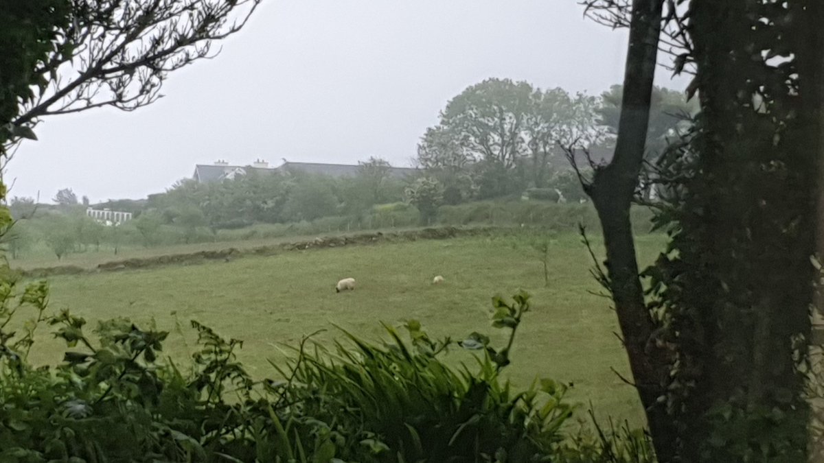 #FieldWatch
I can see the sheep!