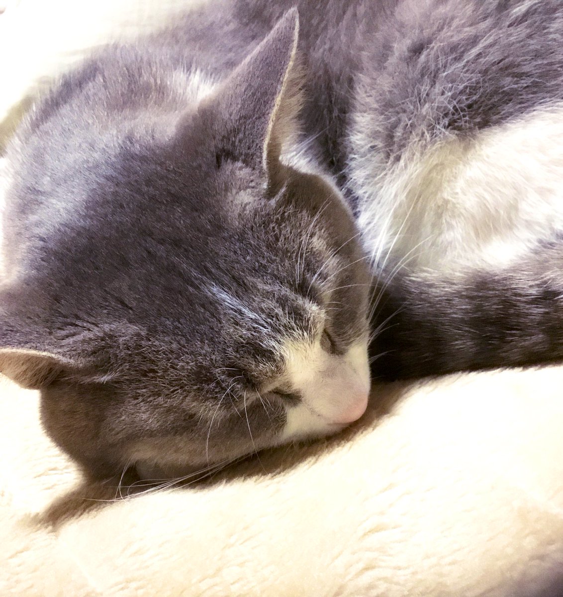 @KfTzR_Towser うちの猫も雑種ですよ 