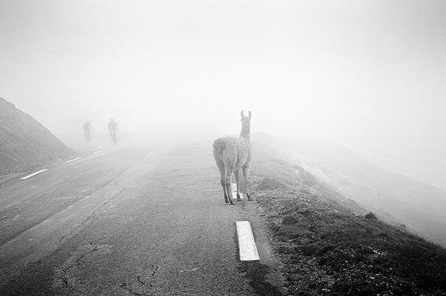 Joolzephoto's tweet photo. Gorillas in the mist.... Oh wait...
#Tourmalet #thingsisee #misty #thosearentgorillas #llamas #randomanimals #iconicclimb #landscapes #cycling #ibelivetheviewsaregood #delvinginthearchives https://t.co/jP6Soo2yPP https://t.co/uL2iYFV7Ht
