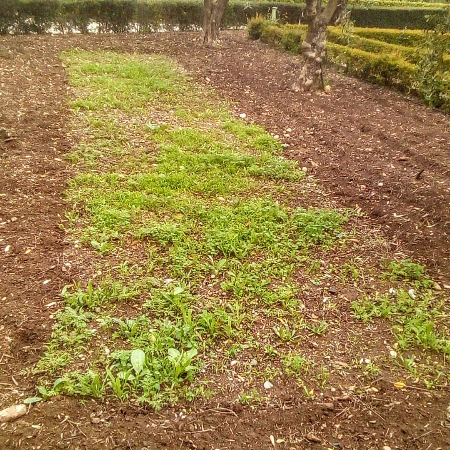 dandolavarablog's tweet image. Evolución de la #coberturavegetal en el  @BOTANICORD. No más olivares depresivos. Queremos #olivaresvivos. #Biodiversidad #aove #sostenible #aceitedeolivavirgenextra #eco #bio #biodinámico #producciónintegrada. @dandolavarablog #óleoblogdivertido