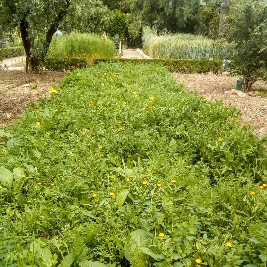 dandolavarablog's tweet image. Evolución de la #coberturavegetal en el  @BOTANICORD. No más olivares depresivos. Queremos #olivaresvivos. #Biodiversidad #aove #sostenible #aceitedeolivavirgenextra #eco #bio #biodinámico #producciónintegrada. @dandolavarablog #óleoblogdivertido