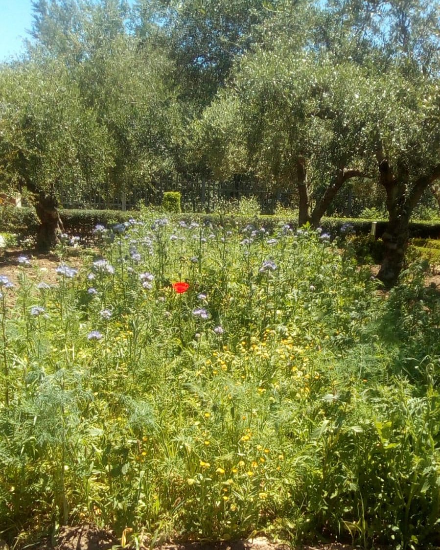 dandolavarablog's tweet image. Evolución de la #coberturavegetal en el  @BOTANICORD. No más olivares depresivos. Queremos #olivaresvivos. #Biodiversidad #aove #sostenible #aceitedeolivavirgenextra #eco #bio #biodinámico #producciónintegrada. @dandolavarablog #óleoblogdivertido