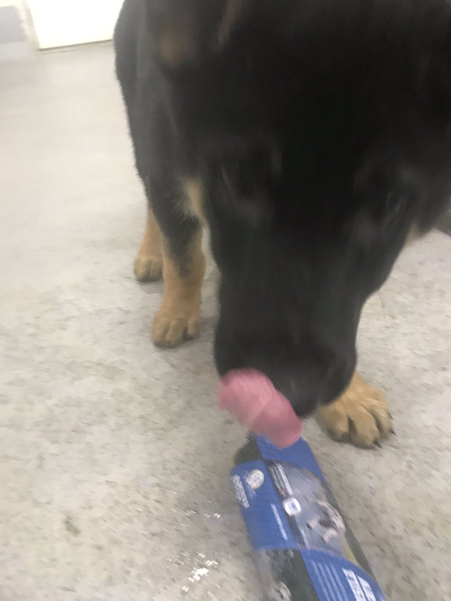 klassfoder's tweet photo. En fiskmåltid till helgen ?? Idag producerar vi #klassfoder #active #fisk för leverans ut till alla butiker och återförsäljare och för aktiva hundar och medvetna hundägare!   #mydog #petfood #K9  #servicedog #doglovers #RexguardsAliAvicii #GDS  #police #madeinSweden https://t.co/PPmIapKet2