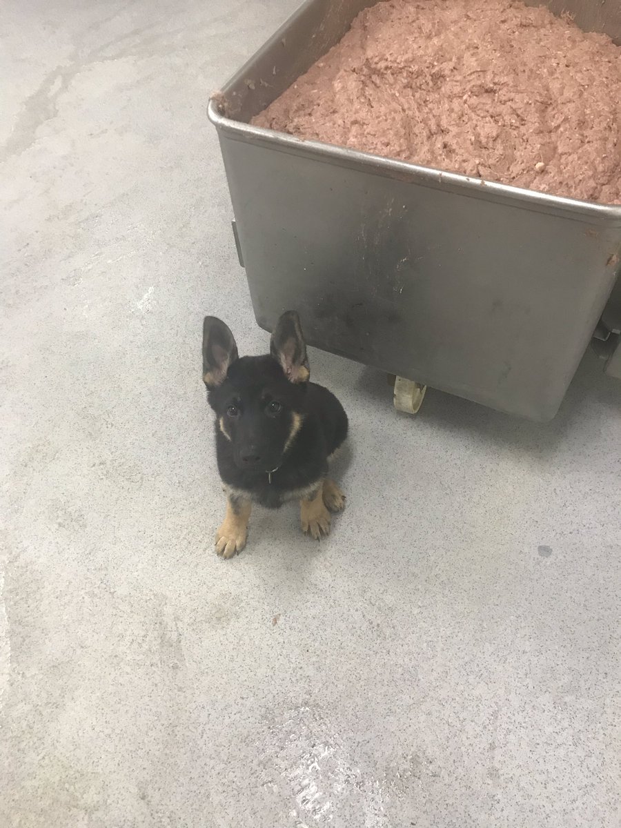 klassfoder's tweet photo. En fiskmåltid till helgen ?? Idag producerar vi #klassfoder #active #fisk för leverans ut till alla butiker och återförsäljare och för aktiva hundar och medvetna hundägare!   #mydog #petfood #K9  #servicedog #doglovers #RexguardsAliAvicii #GDS  #police #madeinSweden https://t.co/PPmIapKet2