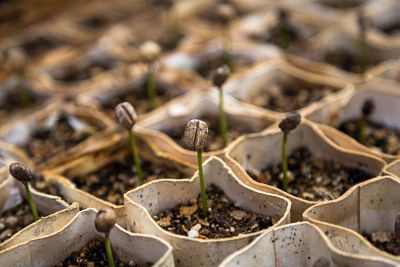 JakeMiller206's tweet photo. Advantages And Disadvantages Of Growing Cannabis Indoors and Outdoors - https://t.co/RZfQ1iEdvA https://t.co/hCLo7LZBrI
