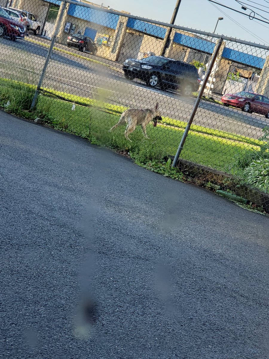 supermom2428's tweet photo. This shit is fucked up. Something needs to be done. #dogabuse #bethlehem #bethlehempolicedepartment #stefkoblvd #wfmz #mcall #lehighvalleylive 
I usually never fucking do this but this broke my heart https://t.co/rCiVhvNluq