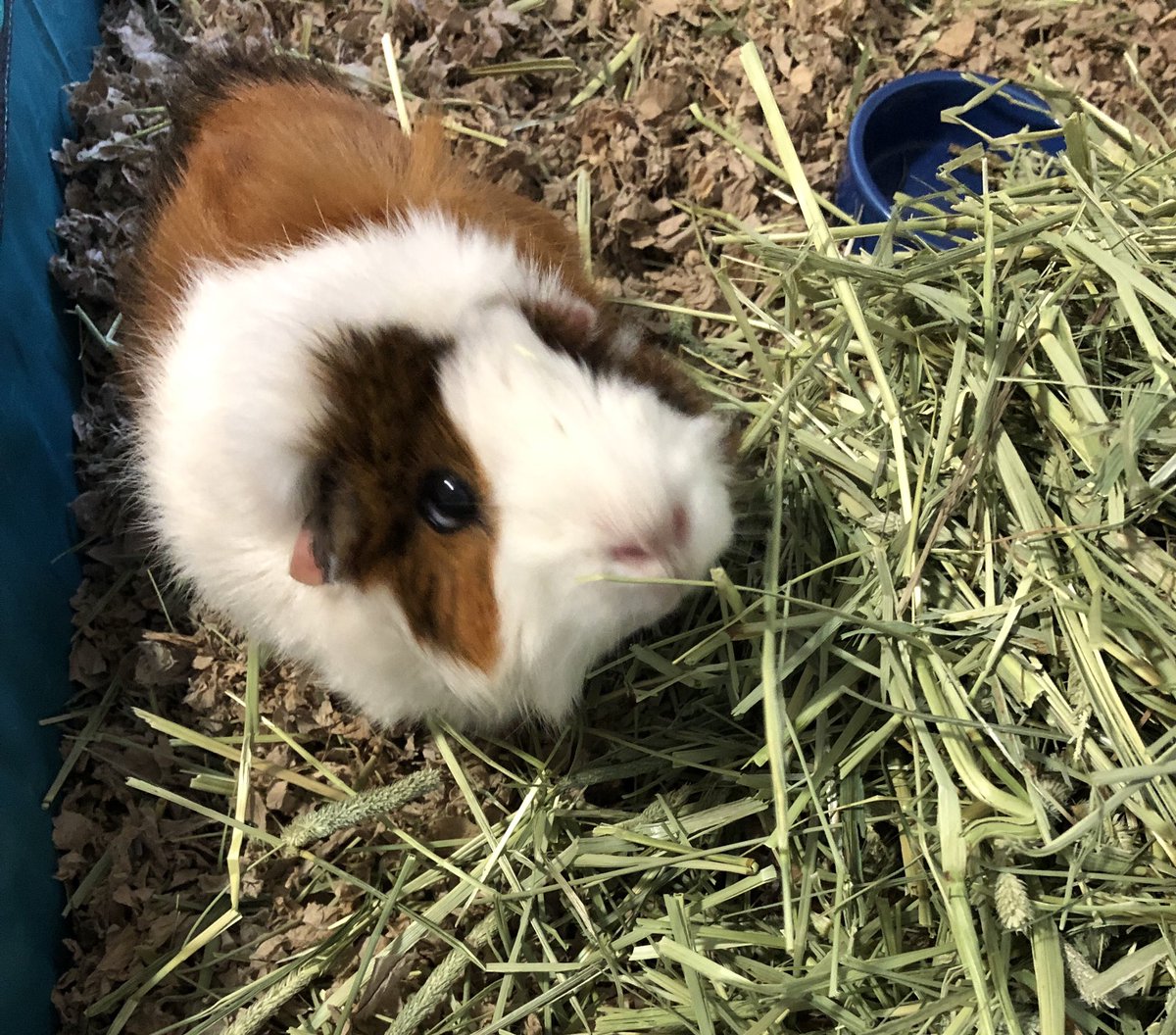 BlandyCP's tweet photo. Nugs is ready for the weekend! #happyfriday #guineapig https://t.co/x2QpkS3ZXC
