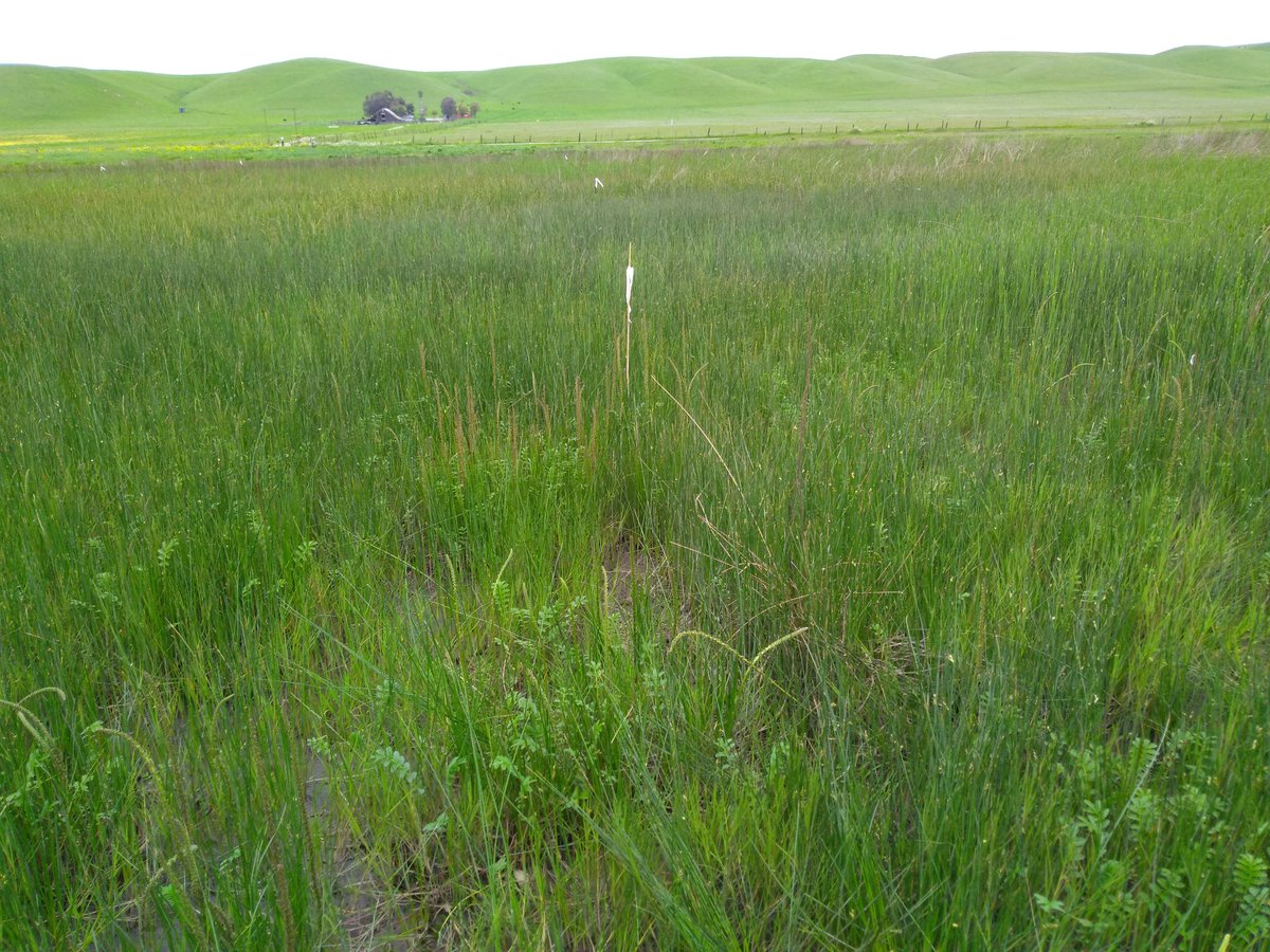 ecophiliajones's tweet photo. Excited to present at #SWSAnnualMeeting today at 11:15 in Johnson A.

Stop by to hear about 🔥 in a West Coast brackish system, and plant and soil resilience! Collab w/ @BRobertsLab @CASchutte https://t.co/uu2NXEqoi1
